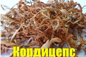 Польза кордицепса